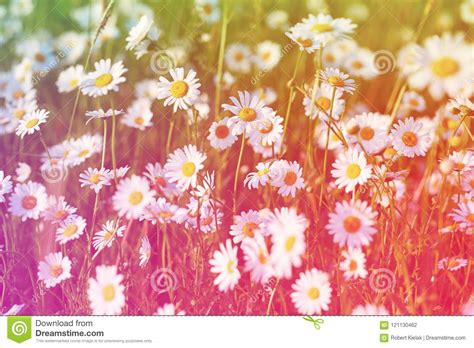 Spring Meadow Sun Camomile Field Of Daisy Flowers Stock Photo