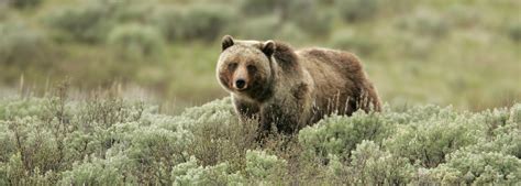 Image Result For National Geographic Bear Photography Grizzly Bear