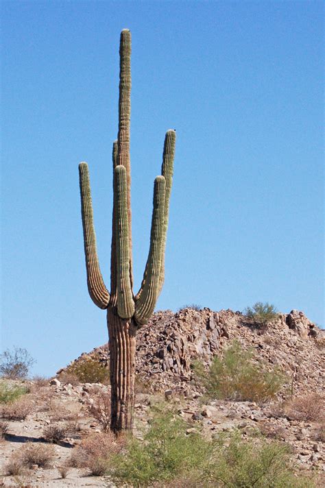 Saguaro Cactus Pics4learning