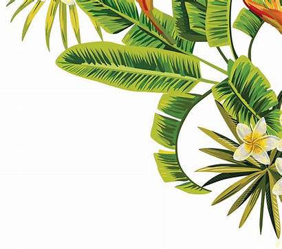 Tropical Leaves Leaf Tree Transparent Cartoon Palm