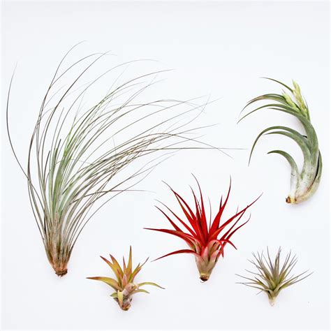 Different Types Of Air Plants And How To Identify Them
