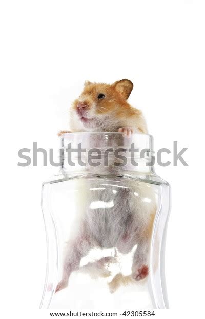 Adult Female Syrian Hamster Climbing Out Stock Photo 42305584