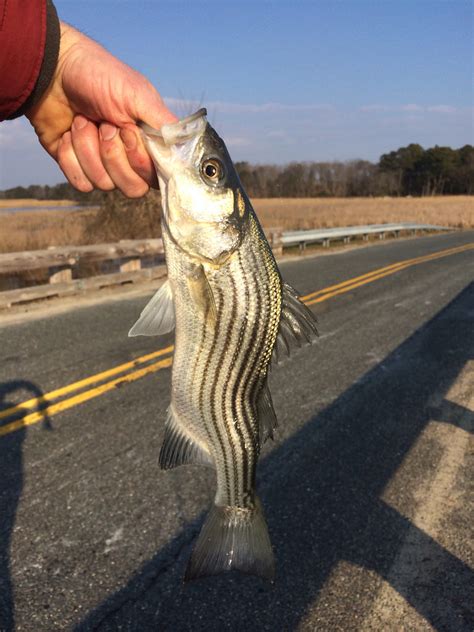Maryland Biodiversity Project Striped Bass Morone Saxatilis