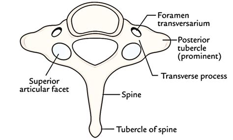 Easy Notes On 【cervical Vertebrae】learn In Just 6 Minutes Earths Lab
