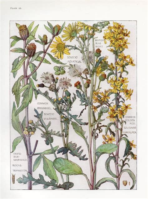 Common Golden Rod Wild Flower Botanical Print By Isabel Adams Antique