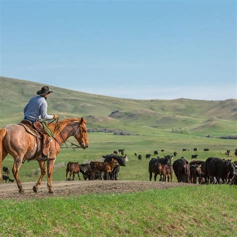 20 Photos Of Cattle Drive Todd Klassy Photography