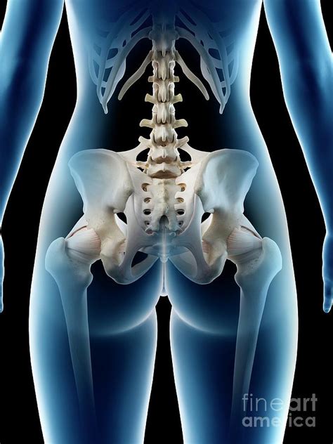 Female Hip Bone Photograph By Sebastian Kaulitzki Science Photo Library