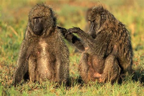 Male Baboons Live Longer When They Have Female Friends