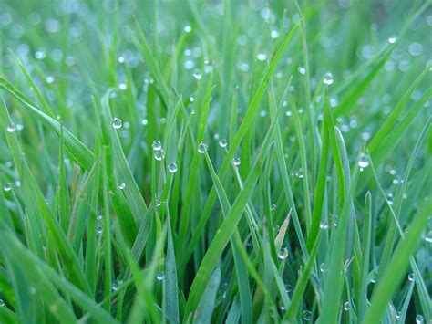 Morning Dew By Jmarie Photography On Deviantart