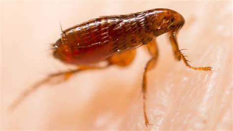 The Dangers Why We Control Fleas Target 1 Pest Control