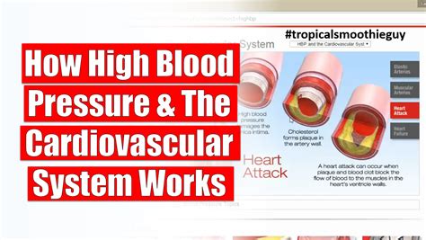 How High Blood Pressure And The Cardiovascular System Works