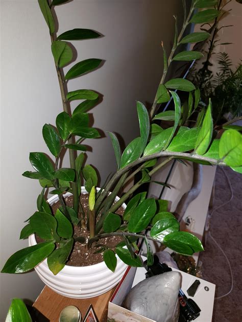 After At Least A Year Of Inactivity Last Night I Noticed My Zz Plant