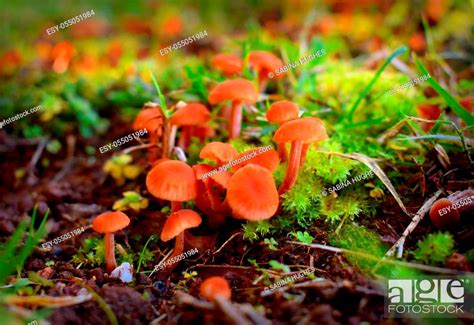 A Bunch Of Small Orange Mushrooms Growing Near Moss Stock Photo