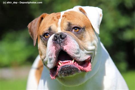 This breed has survived in the southern states of america for most of the time, due to its ability to catch and hunt down pigs. American Bulldog - Steckbrief, FCI-Klasse, Wesen und mehr!