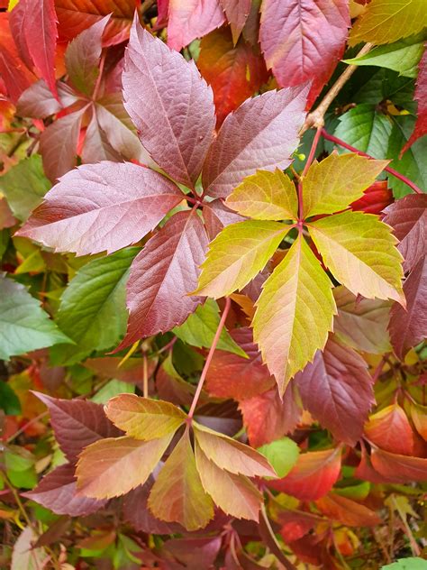 Colorful Autumn Leaves Free Stock Photo Public Domain Pictures