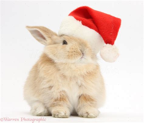 Young Sandy Rabbit Wearing A Santa Hat Photo Wp32335