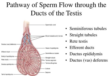 Answered Trace The Path Of Sperm From Its Bartleby