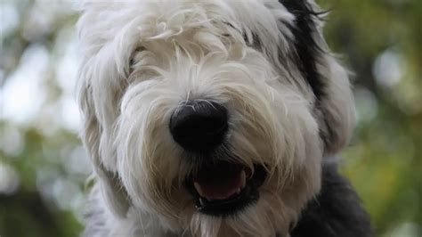The Old English Sheepdog World Dog Finder Buy Or Adopt Dogs