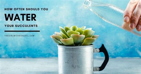 You water your photos as often as it is required. How Often Should You Water Succulents? | The Girl with a ...