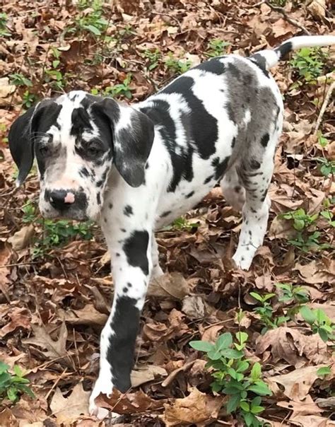 His winning streak continues.his movement is his forte. Great Dane Puppies For Sale | Alabaster, AL #294219