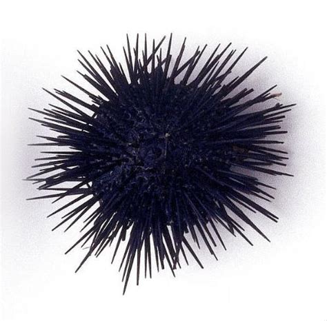 Have You Ever Stepped On A Sea Urchin Mylot
