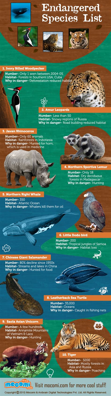 Worlds Top 10 Endangered Species Infographic Endangered Animals