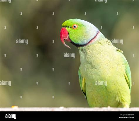 A Rose Ringed Parakeet With Extra Ordinary Long Beak Stock Photo Alamy