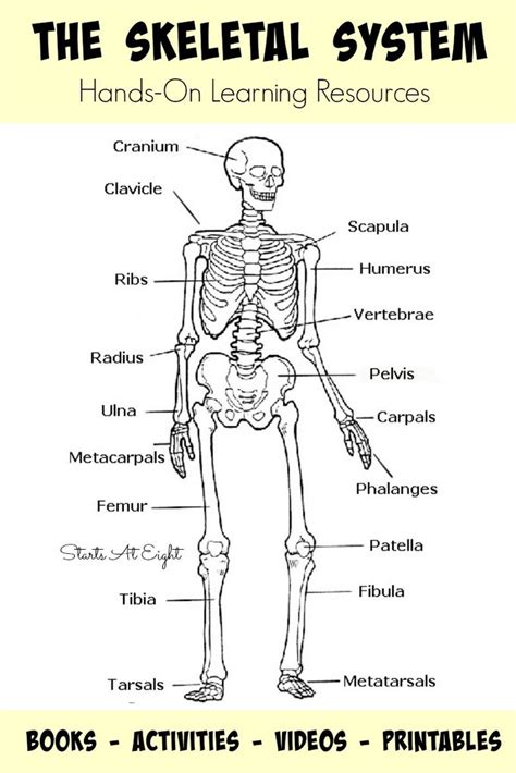 The Structires And Functions Of The Skeletal System Diagram Quizlet