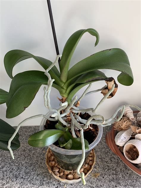 Propagation New Orchid Growing From Main Plant Gardening