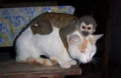 A Monkey Sitting On Top Of A Cat