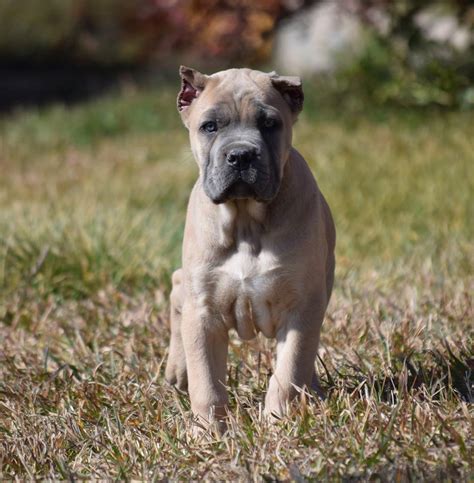 They are intelligent, very loyal, and protective, which makes them wary of strangers and if left untrained as puppies, cane corsos can become aggressive in their protectiveness. cane corso puppies for sale - Purebred Mastiff puppies for ...