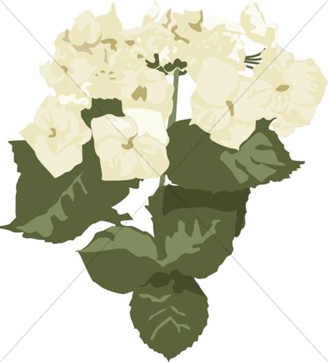 White Hydrangea Clipart 10 Free Cliparts Download Images On