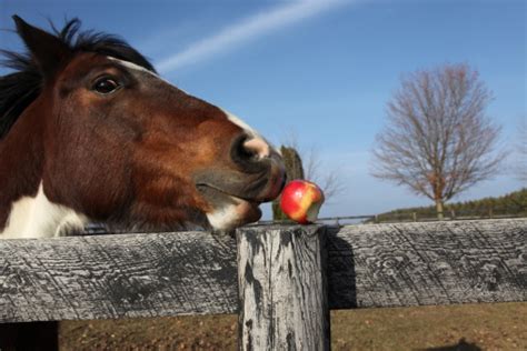 Horse Eating Apple Off Fencepost Stock Photo Download Image Now Istock