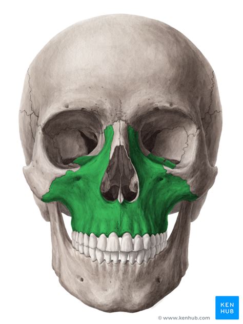 Skull Anatomy Anterior And Lateral Views Of The Skull Kenhub