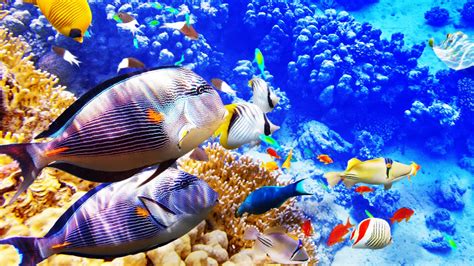 Ikan seperti ini diburu karena rasanya yang luar biasa gurih dan kandungan nutrisinya yang begitu banyak. 6 Spesis Ikan Tropika Paling Mahal Di Dunia | Iluminasi