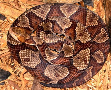 I Just Found A Venomous Snake In Nj — Now What Do I Do