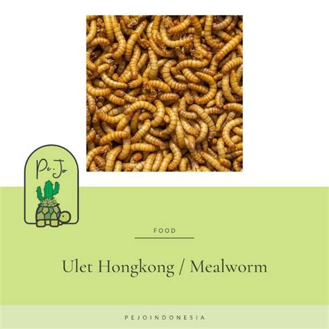 Jual Ulat Hongkong Mealworm Gram Pakan Burung Reptil Ikan Shopee