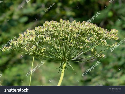 Seed Heads Flower Umbels Cow Parsnip Stock Photo 1965868690 Shutterstock