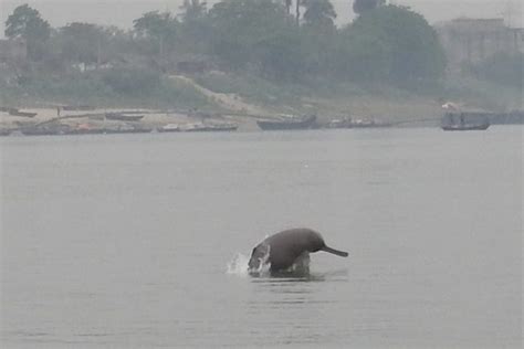 first ever survey of mahananda river records 190 dolphins in bihar