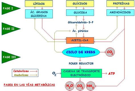 Anabolismo Y Catabolismo Biology1 Carpetadeevidencias