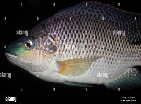 The Mozambique Tilapia Oreochromis Mossambicus Is An Oreochromine