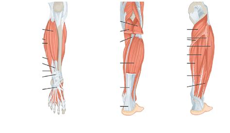 Calf Muscle Diagram Gastrocnemius Calf Muscle Anatomy It Has Two