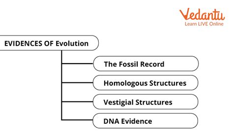Evolution Concept Map Learn Important Terms And Concepts