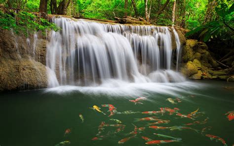 river-waterfall-coast-colorful-fish-greens-water-tropical-forest-nature