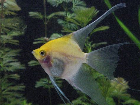 12 Popular Types Of Angelfish Freshwater Angelfish Species Guide