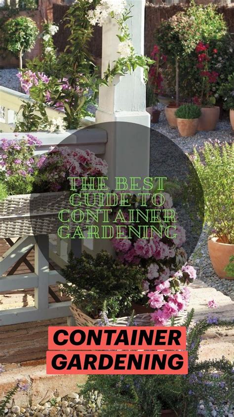 The Best Guide To Container Gardening Perfect For Beginners Pinterest