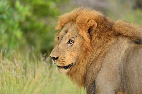Free Photo Magnificent Lion In The Middle Of A Field Covered With