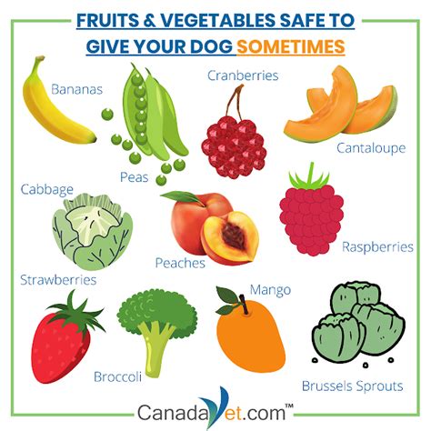 Fruits And Vegetables Your Dog Can Safely Eat Canadavet Pet Supplies