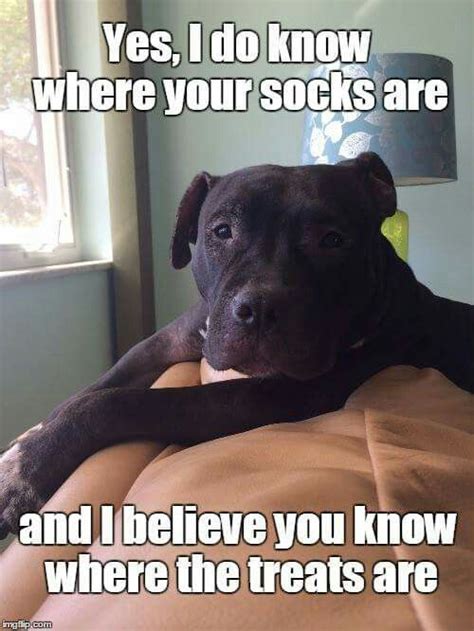 Pin By Sandi Toney On I Love Dogs Funny Dog Memes Funny