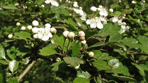 Flora Van Nederland Tweestijlige Meidoorn Crataegus Laevigata